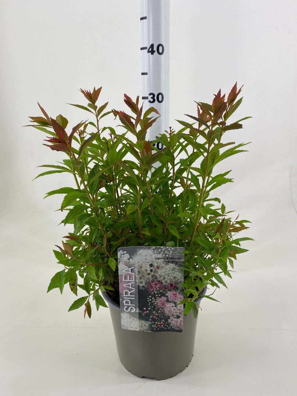 Spiraea jap. 'Genpei' - C3 20-30 CM
